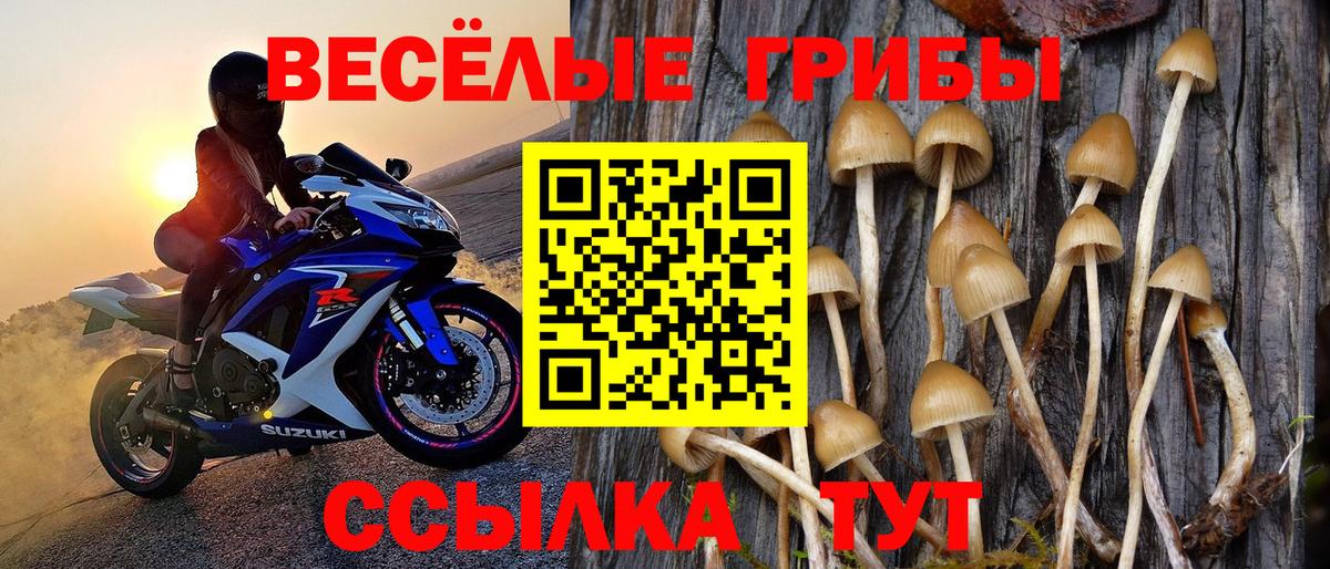Псилоцибиновые грибы Psilocybe Ачинск